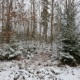Winterwald