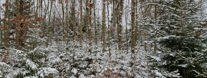 Winterwald